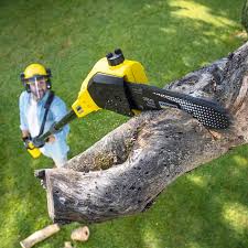 Best Root Management and Removal  in Nth Plains, OR