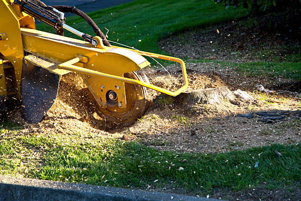 Best Tree Trimming and Pruning  in Nth Plains, OR
